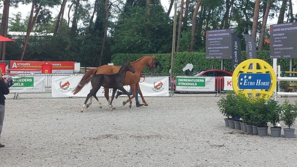 BWP dressuurpaard Hengst Donkerbruin te koop - Foto 2
