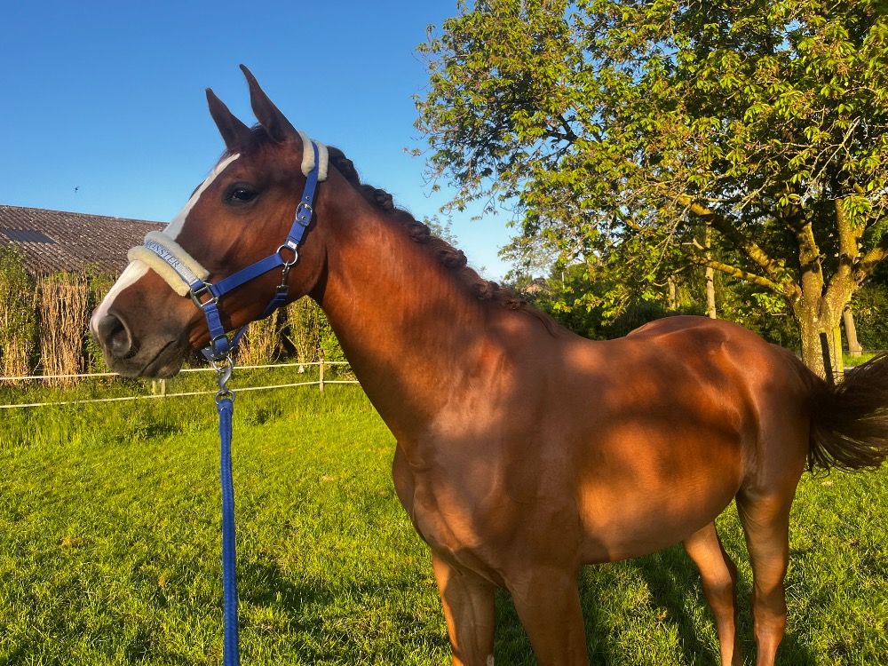 Grote 2 jarige spring merrie
