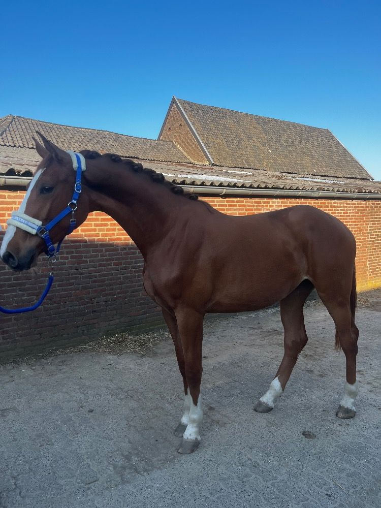 Zangersheide springpaard Merrie 2 jaar Vos te koop - Foto 3