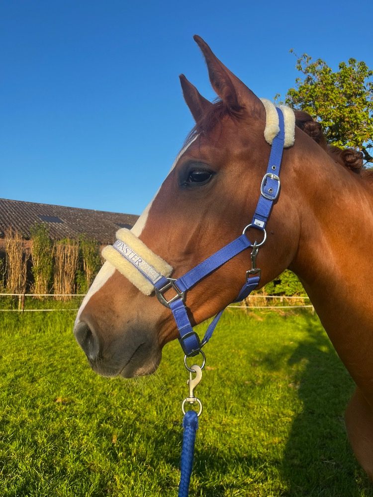 Zangersheide springpaard Merrie 2 jaar Vos te koop - Foto 2