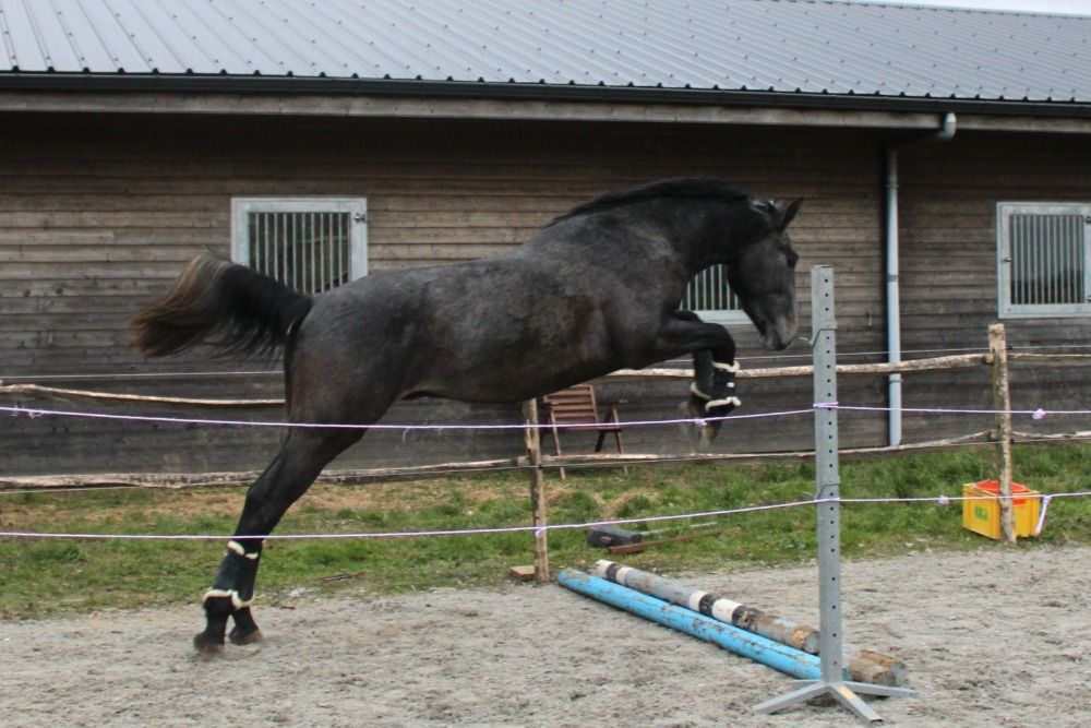 BWP eventingpaard Ruin 3 jaar Schimmel te koop - Foto 2