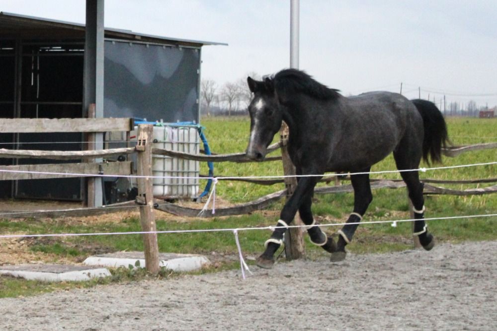 3 jarige BWP ruin - kleinzoon Cicero Z & Toto Jr.