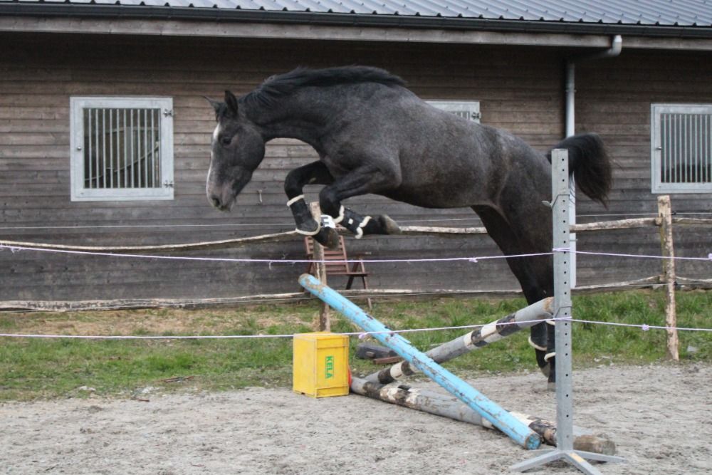 BWP eventingpaard Ruin 3 jaar Schimmel te koop - Foto 5