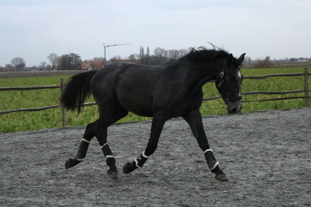 BWP eventingpaard Ruin 3 jaar Schimmel te koop - Foto 4