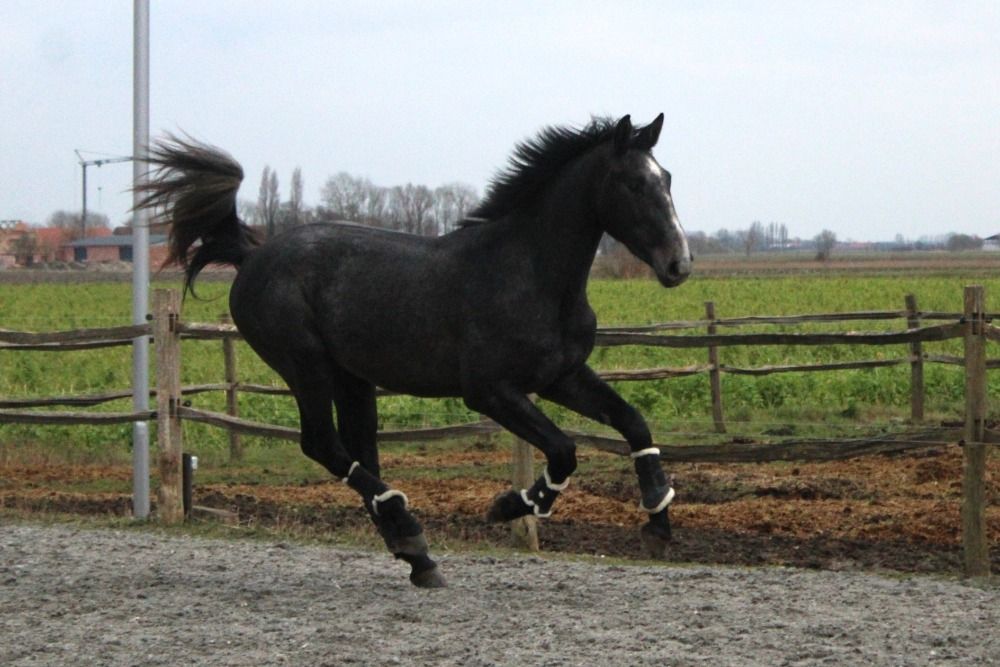 BWP eventingpaard Ruin 3 jaar Schimmel te koop - Foto 3