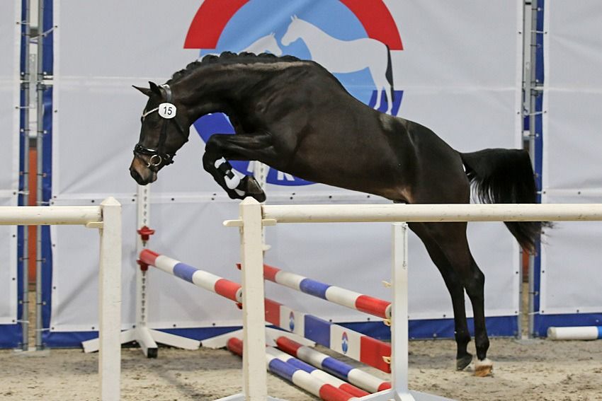 Welsh dressuurpony Hengst 4 jaar Donkerbruin te koop - Foto 2