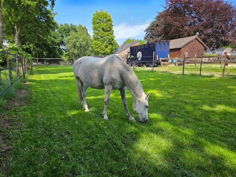 fokmerrie Merrie 17 jaar Schimmel te koop - Foto 2