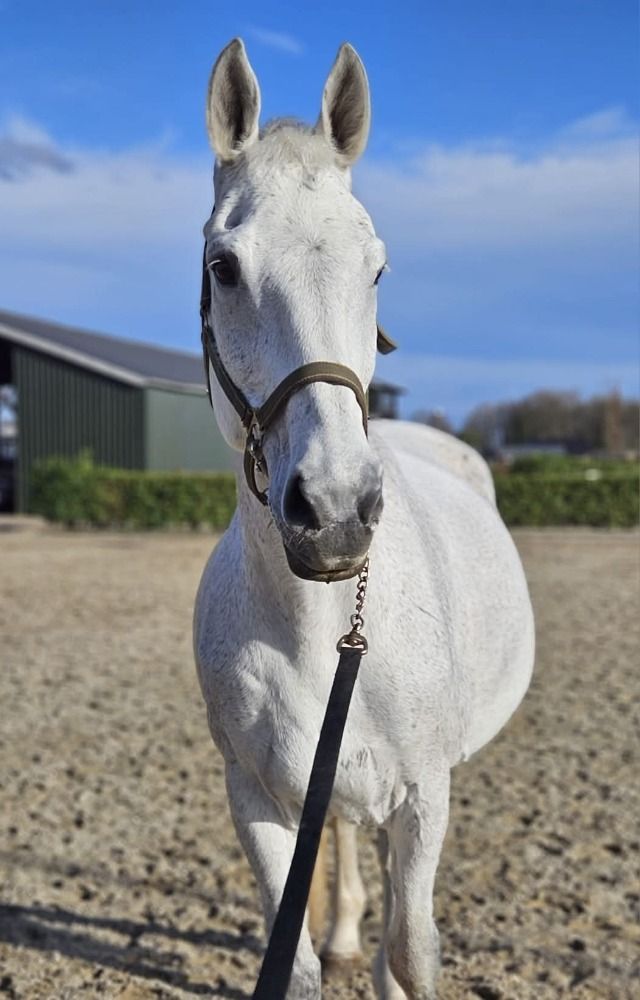 Lieve ervaren Fokmerrie