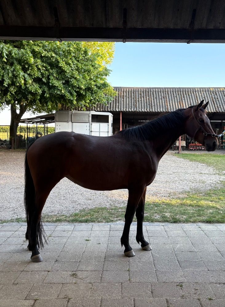 KWPN dressuurpaard Merrie 4 jaar Donkerbruin te koop - Foto 2