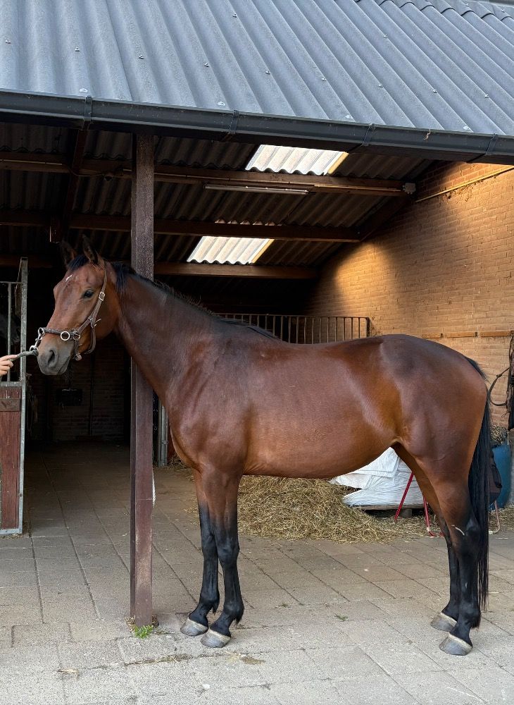 KWPN dressuurpaard Merrie 4 jaar Donkerbruin te koop - Foto 3