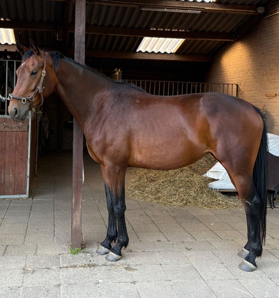 KWPN dressuurpaard Merrie 4 jaar Donkerbruin te koop - Hoofdfoto