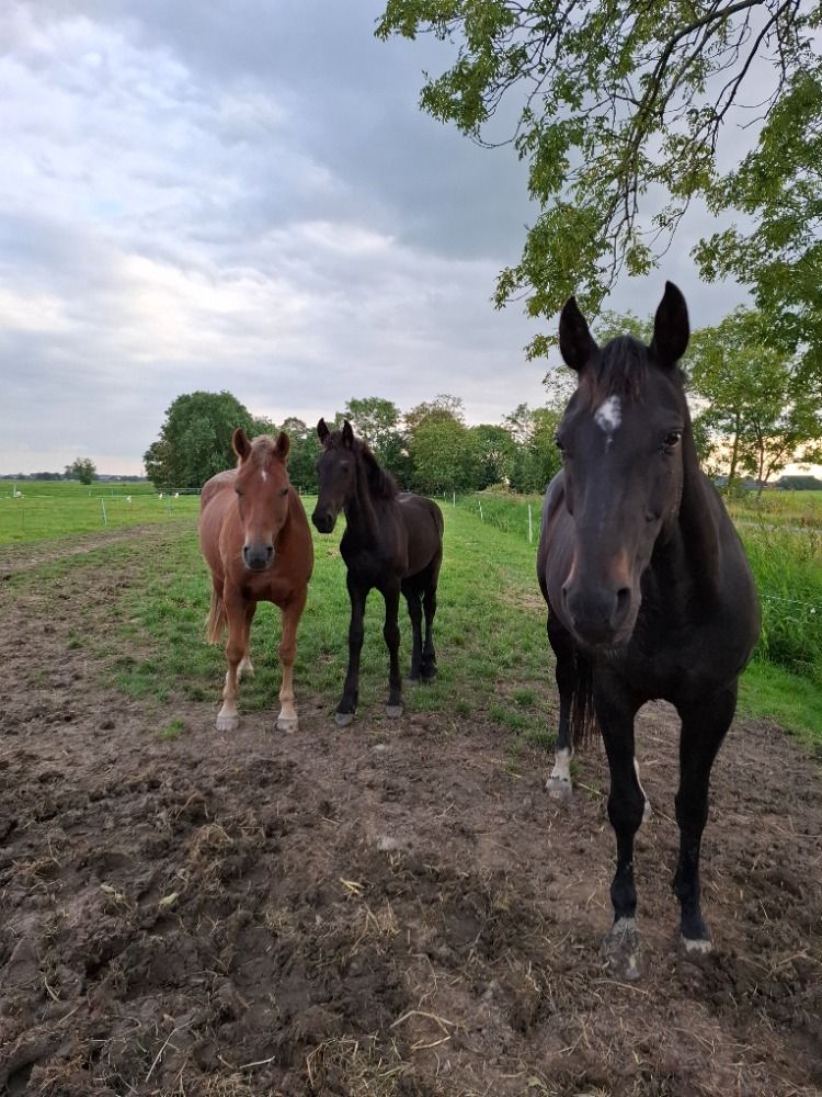 KWPN dressuurpaard Merrie 14 jaar Donkerbruin te koop - Foto 6