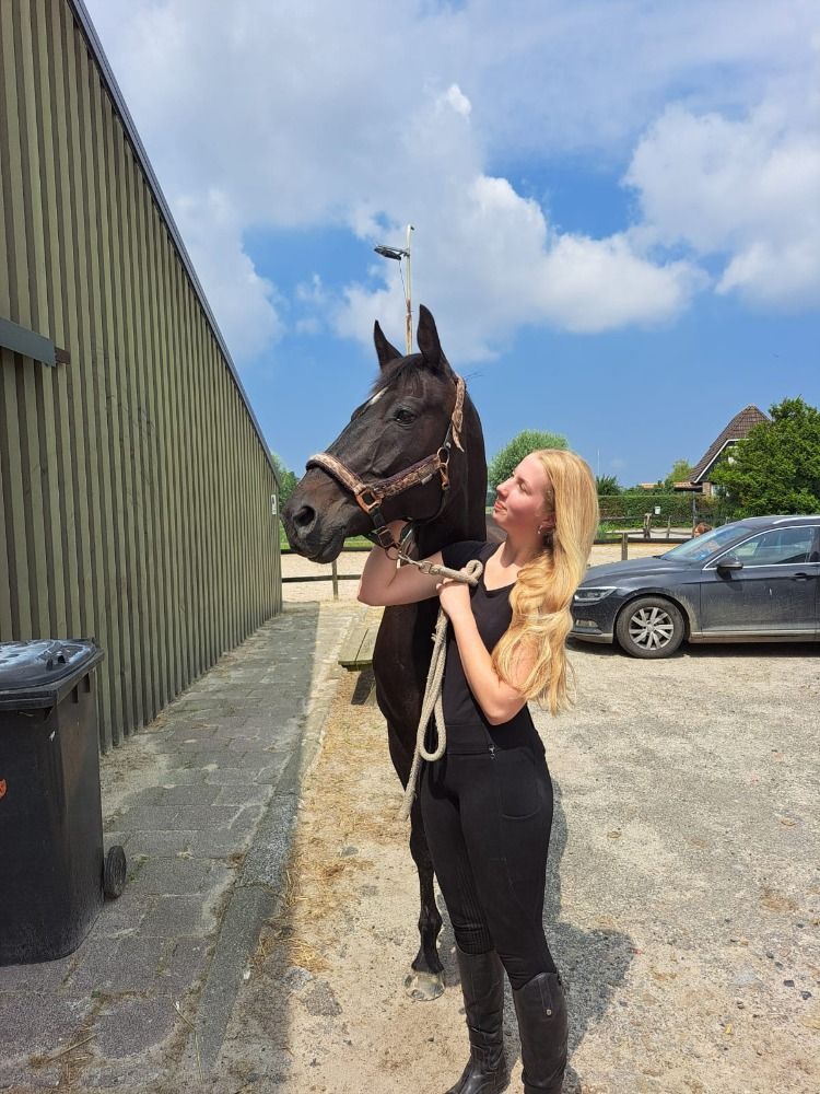 KWPN dressuurpaard Merrie 14 jaar Donkerbruin te koop - Foto 3