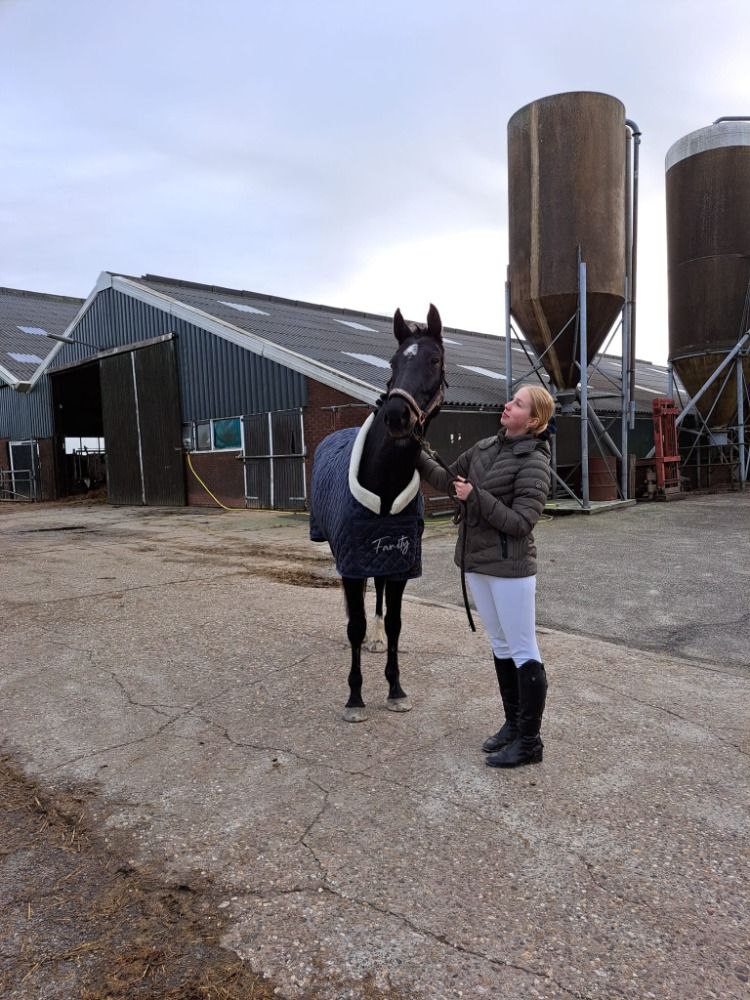 KWPN dressuurpaard Merrie 14 jaar Donkerbruin te koop - Foto 4