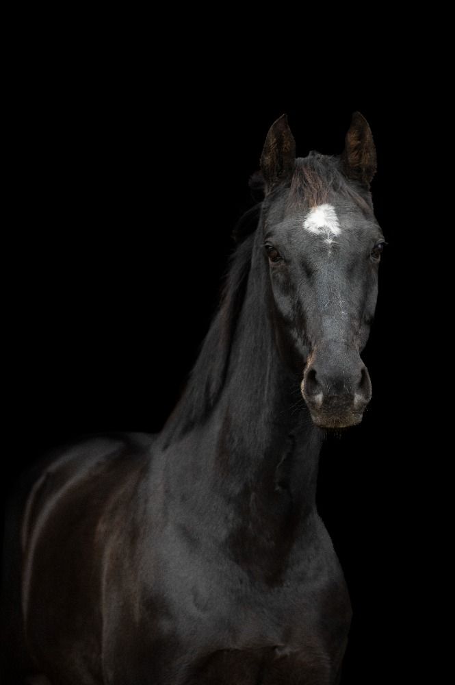 KWPN dressuurpaard Merrie 14 jaar Donkerbruin te koop - Foto 5