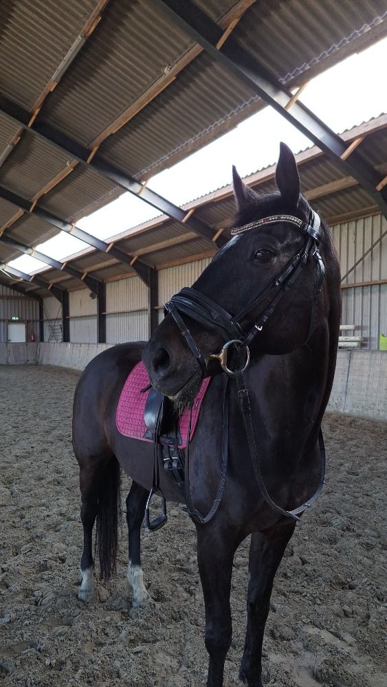 KWPN dressuurpaard Merrie 14 jaar Donkerbruin te koop - Foto 2