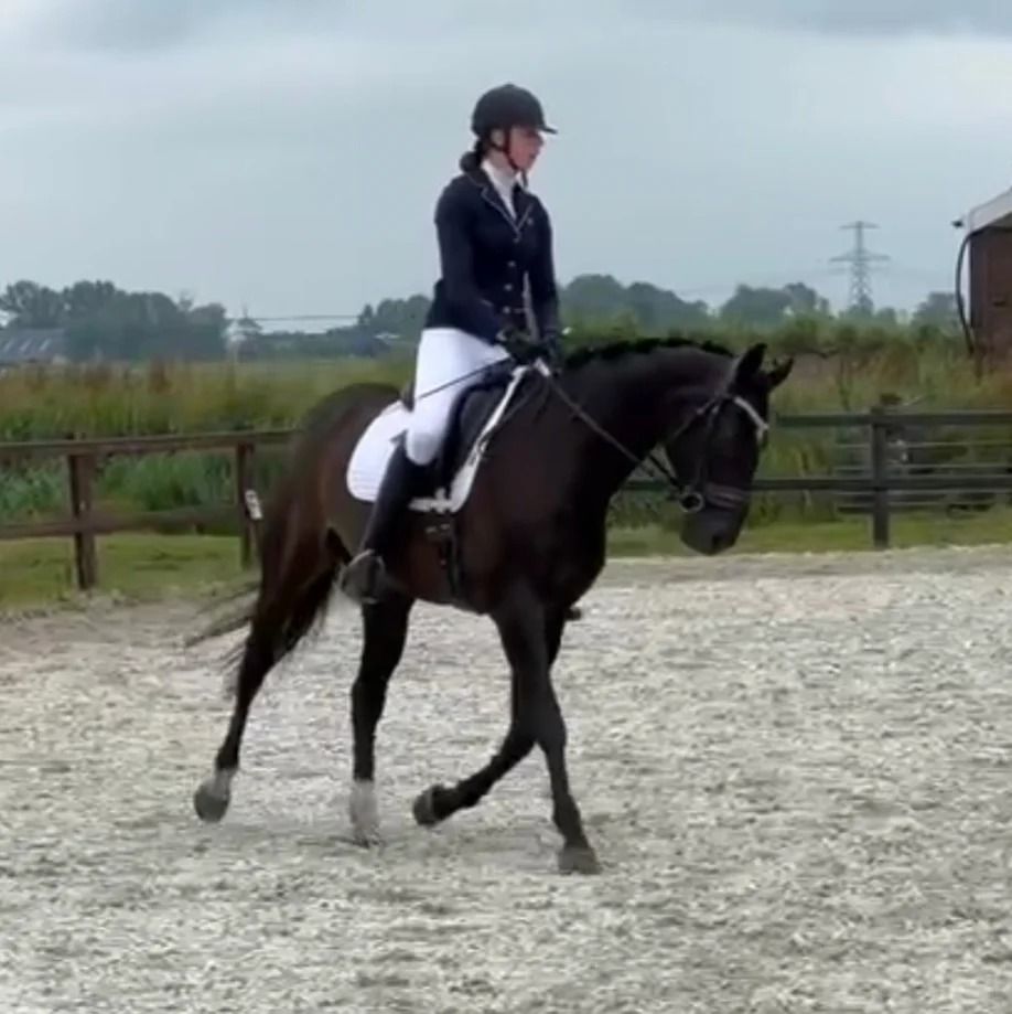 KWPN dressuurpaard Merrie 14 jaar Donkerbruin te koop - Hoofdfoto