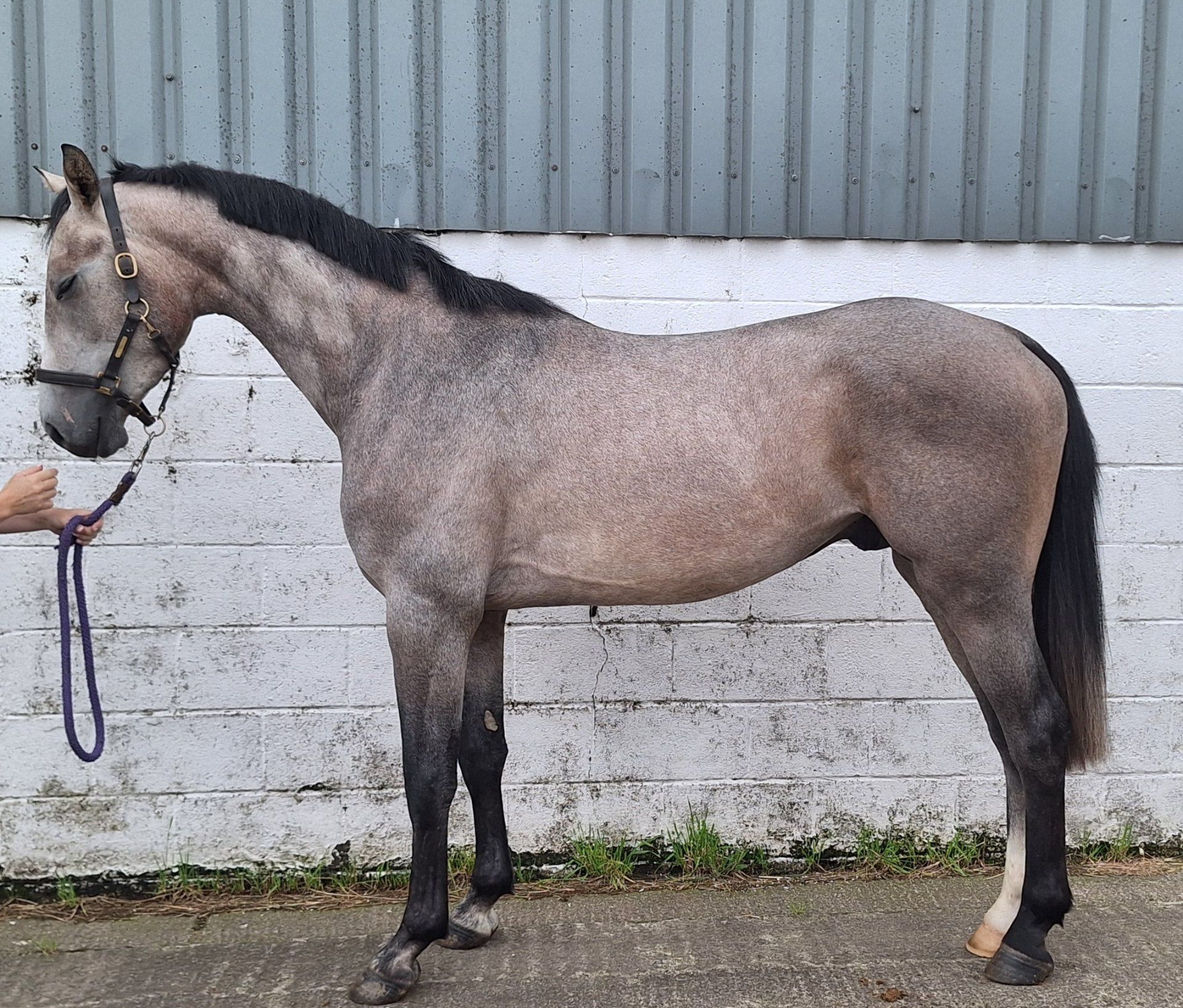 springpaard hengst 3 år till salu - Foto 3