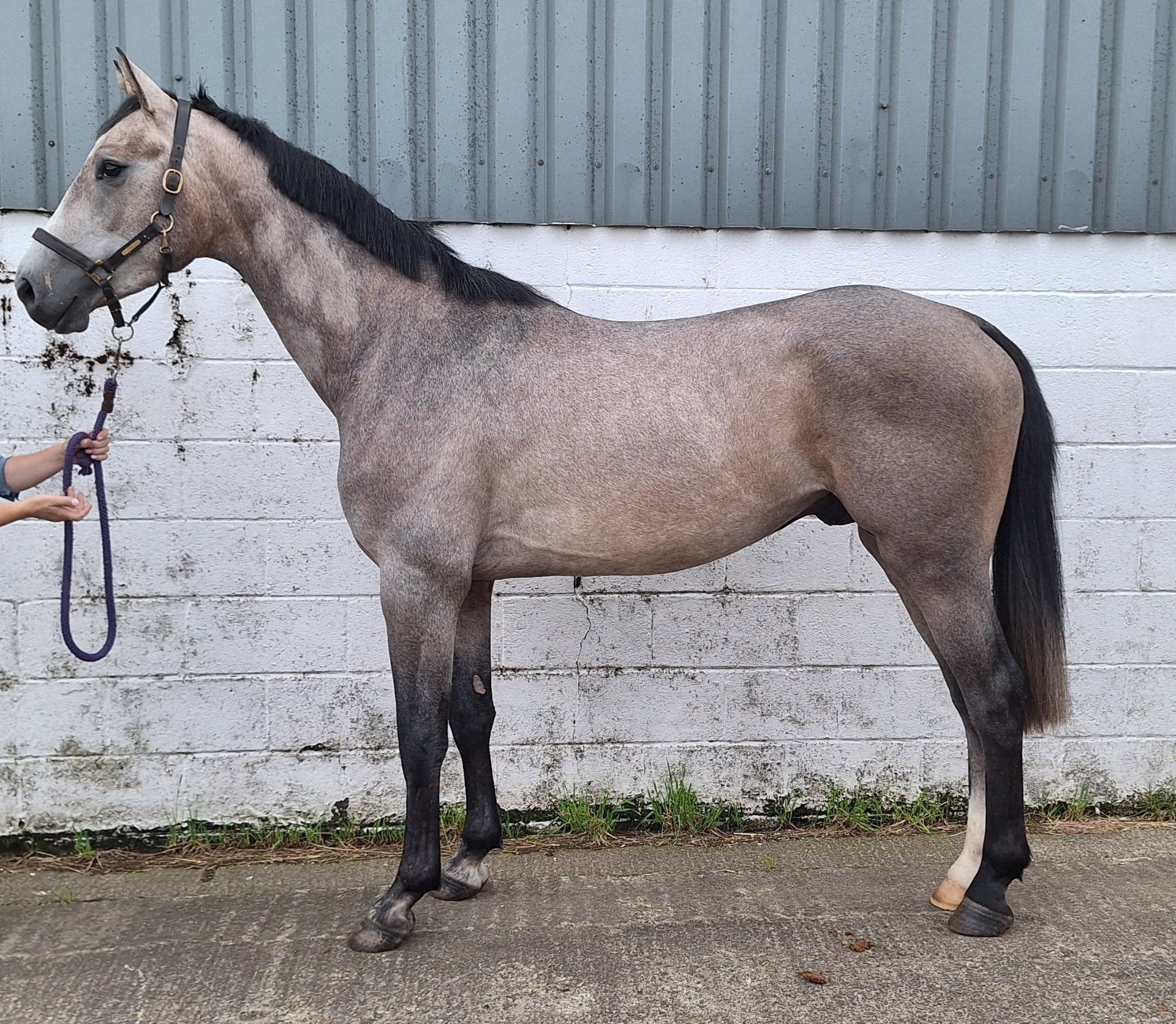 springpaard hengst 3 år till salu - Foto 4