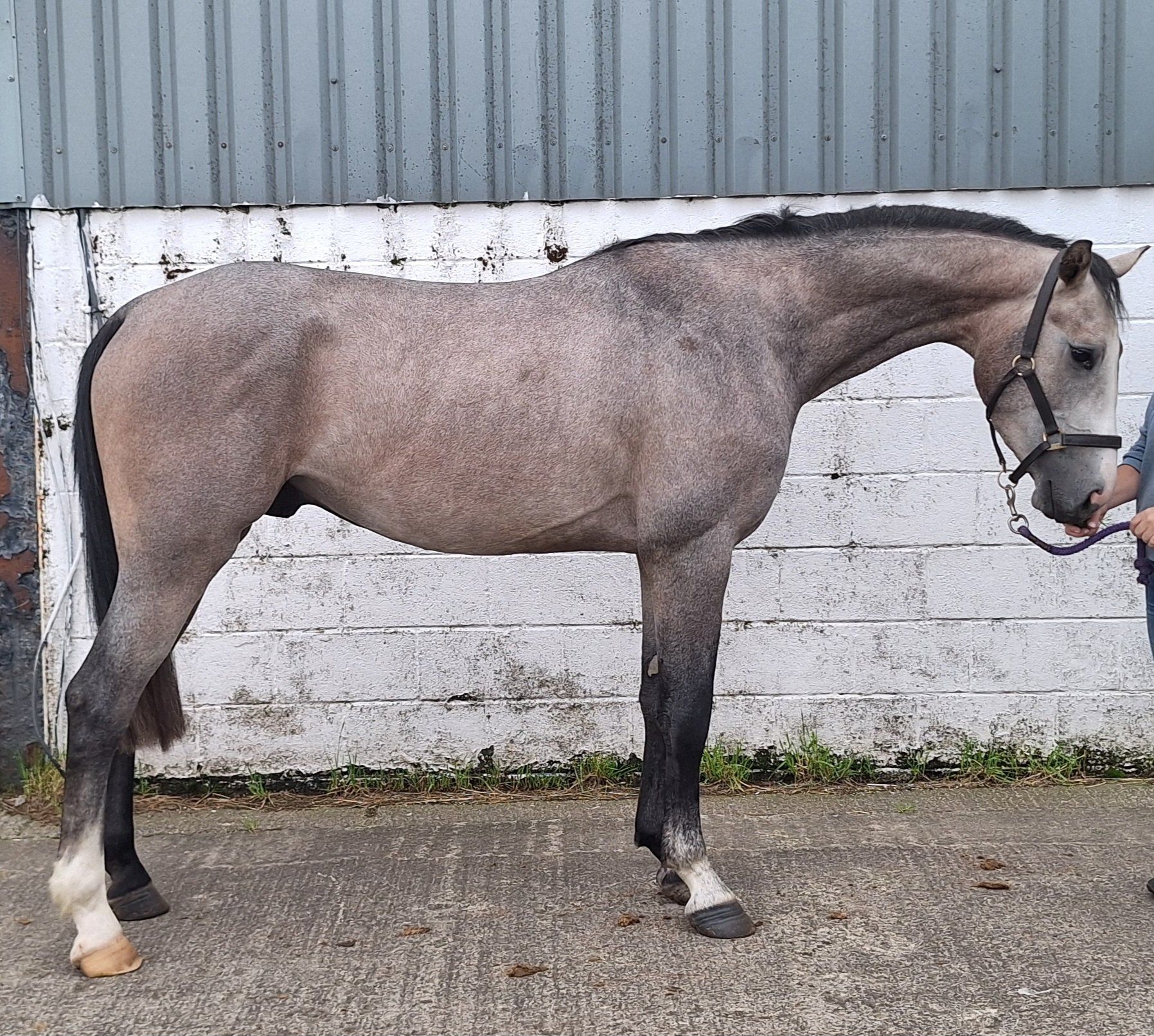 springpaard hengst 3 år till salu - Foto 5