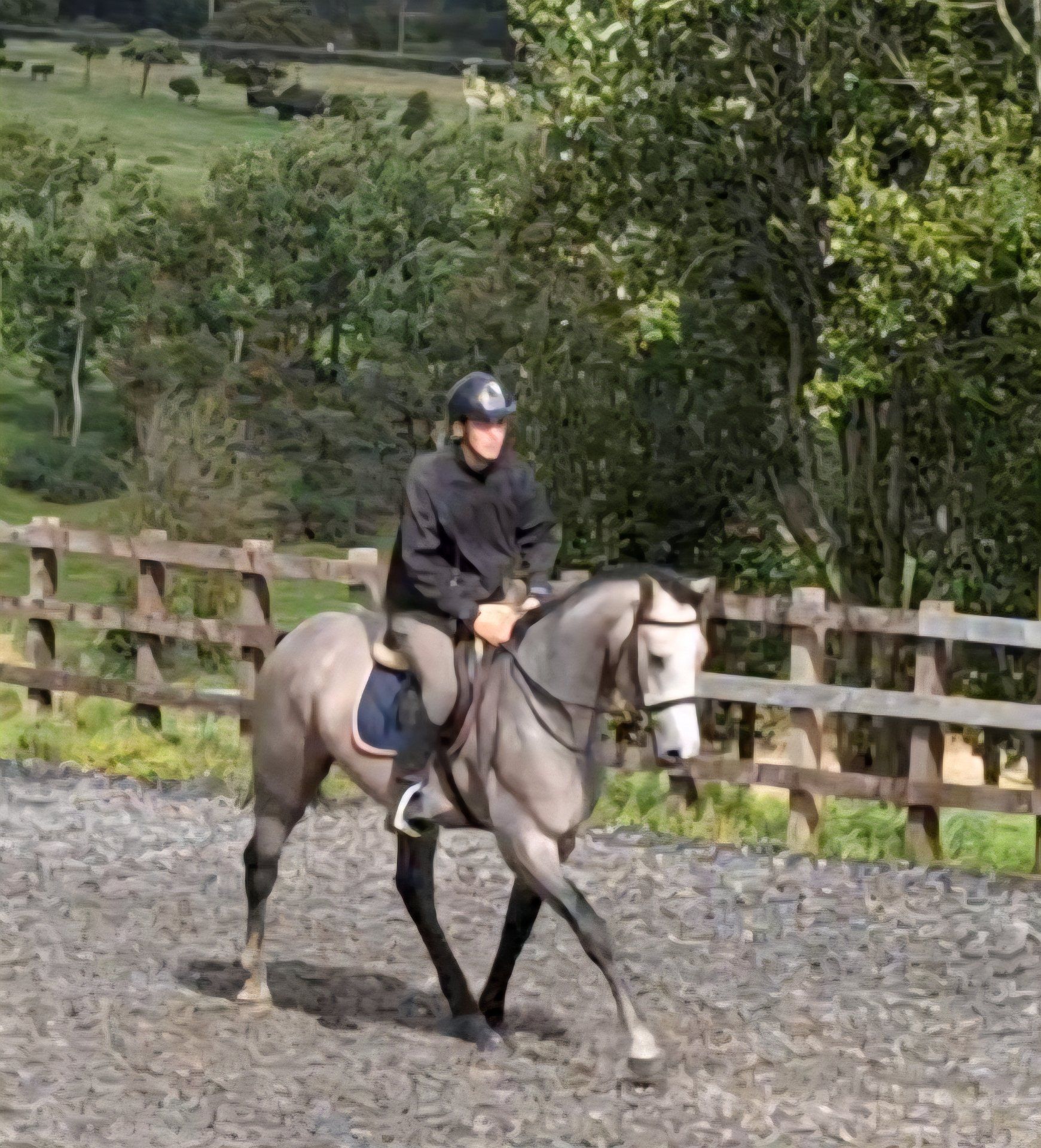 Show jumping horse, Stallion, 3 years