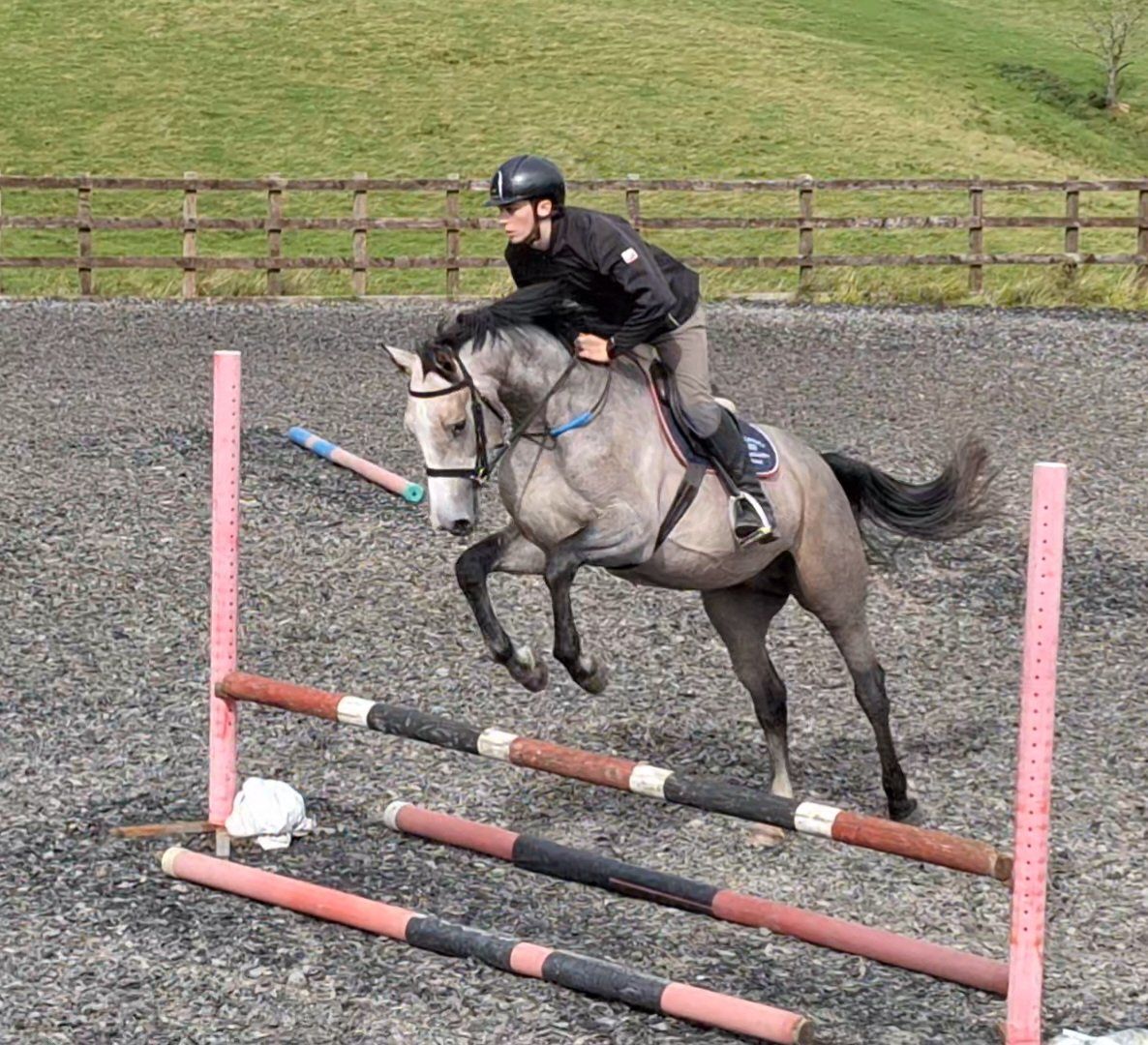 springpaard hengst 3 år till salu - Foto 2