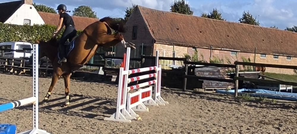 Zangersheide springpaard Merrie 5 jaar Vos te koop - Foto 3