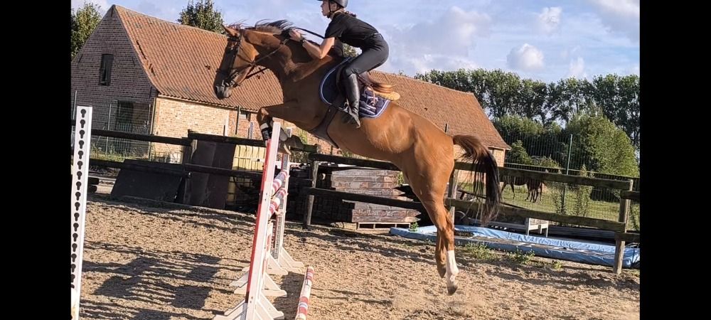 Zangersheide springpaard Merrie 5 jaar Vos te koop - Hoofdfoto