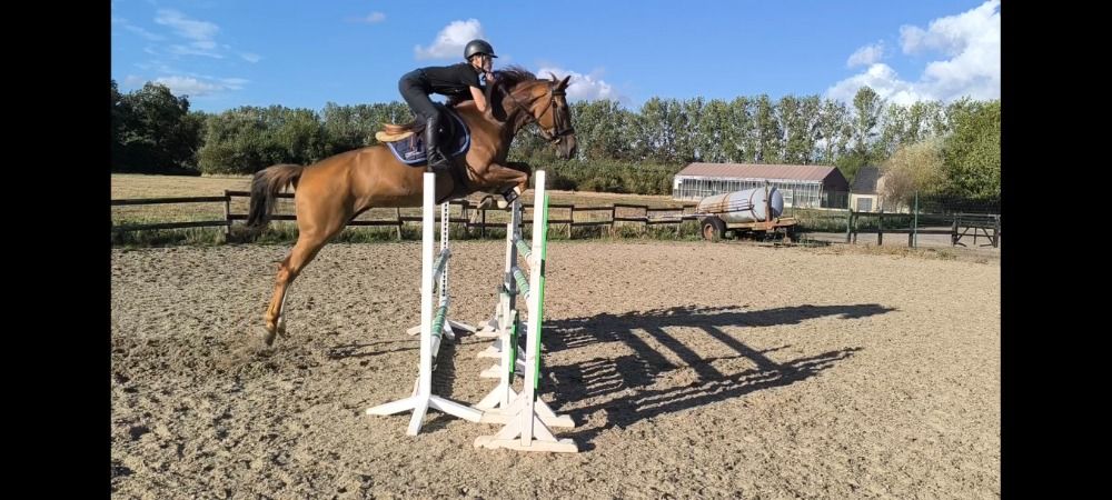 Zangersheide springpaard Merrie 5 jaar Vos te koop - Foto 4