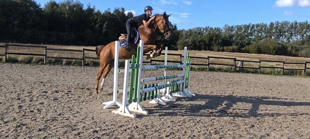 Zangersheide springpaard Merrie 5 jaar Vos te koop - Foto 2