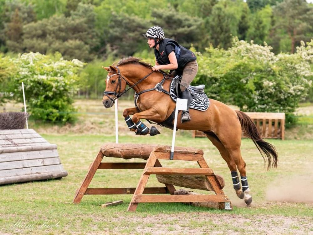 springpony ruin 3 Jahre alt zu verkaufen - Foto 6