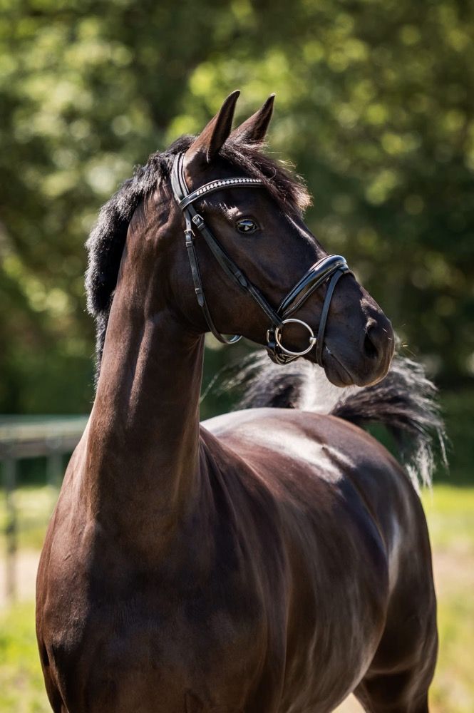 KWPN dressuurpaard Merrie 8 jaar Zwart te koop - Foto 4