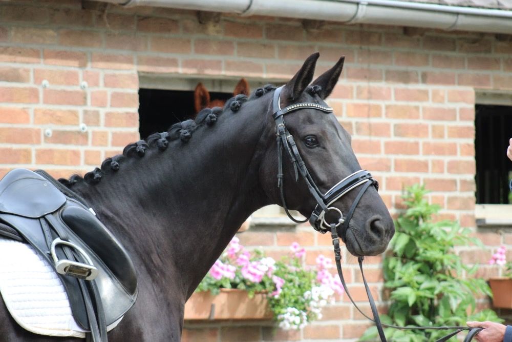 KWPN dressuurpaard Merrie 8 jaar Zwart te koop - Foto 3