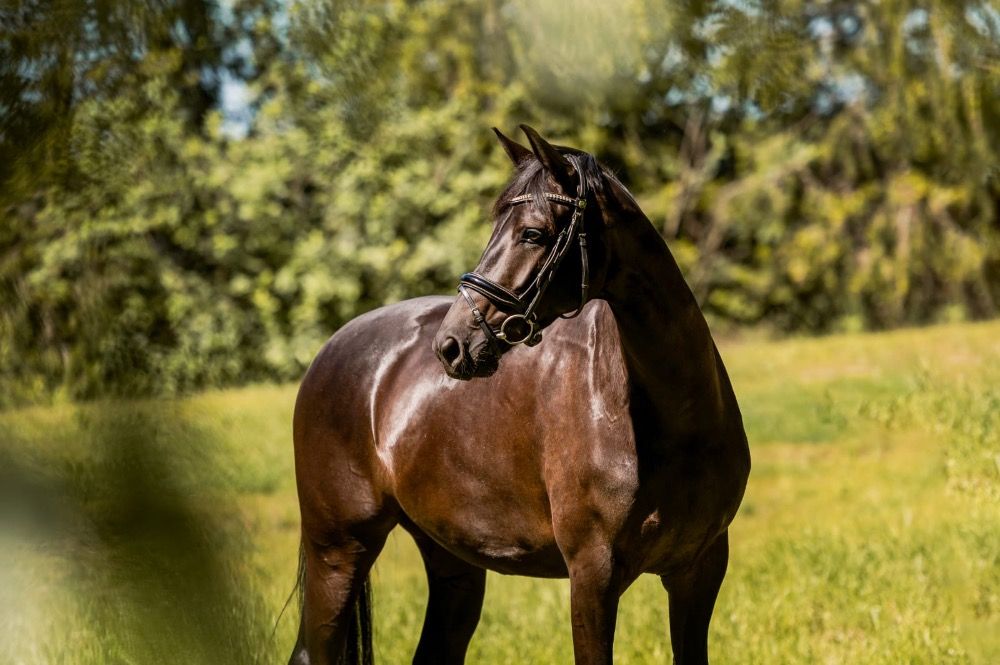 KWPN dressuurpaard Merrie 8 jaar Zwart te koop - Foto 2