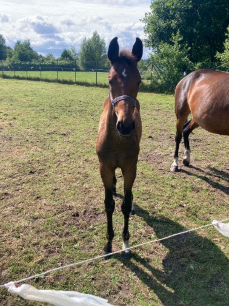Zangersheide springpaard Hengst Donkerbruin te koop - Foto 2