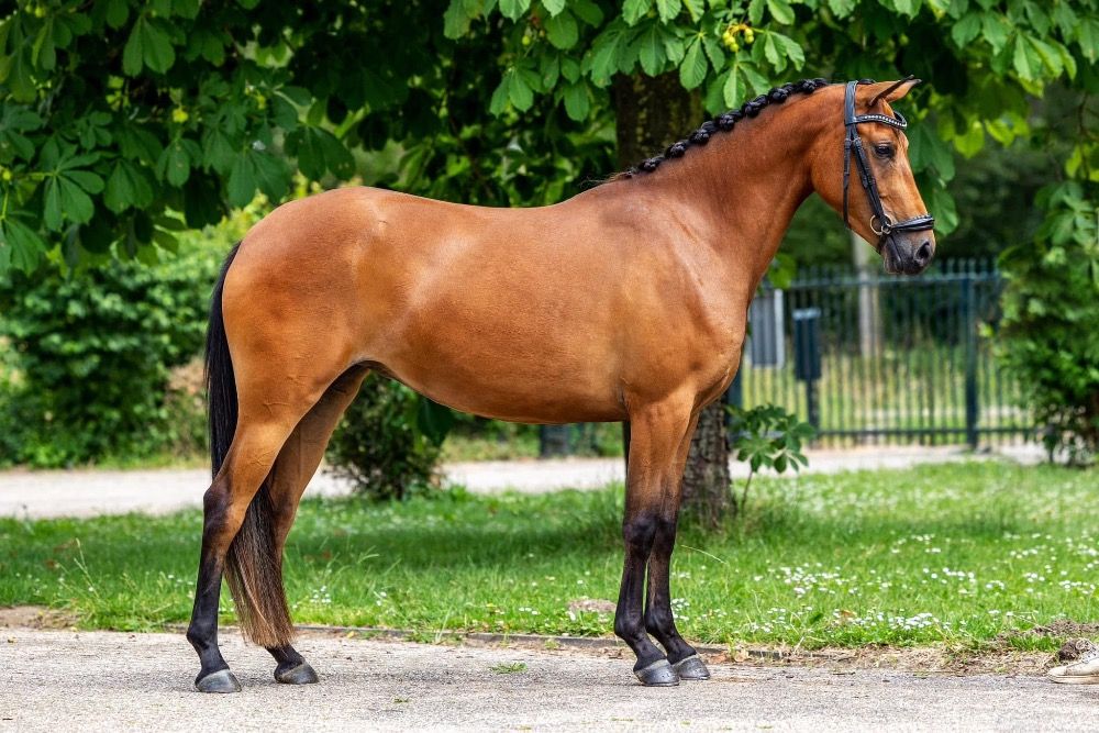 NRPS dressuurpony Merrie 5 years old Bruin for sale - Photo 2
