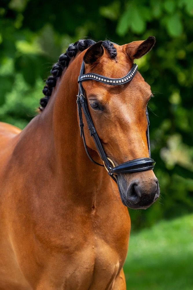 Fijne pony voor de toekomst