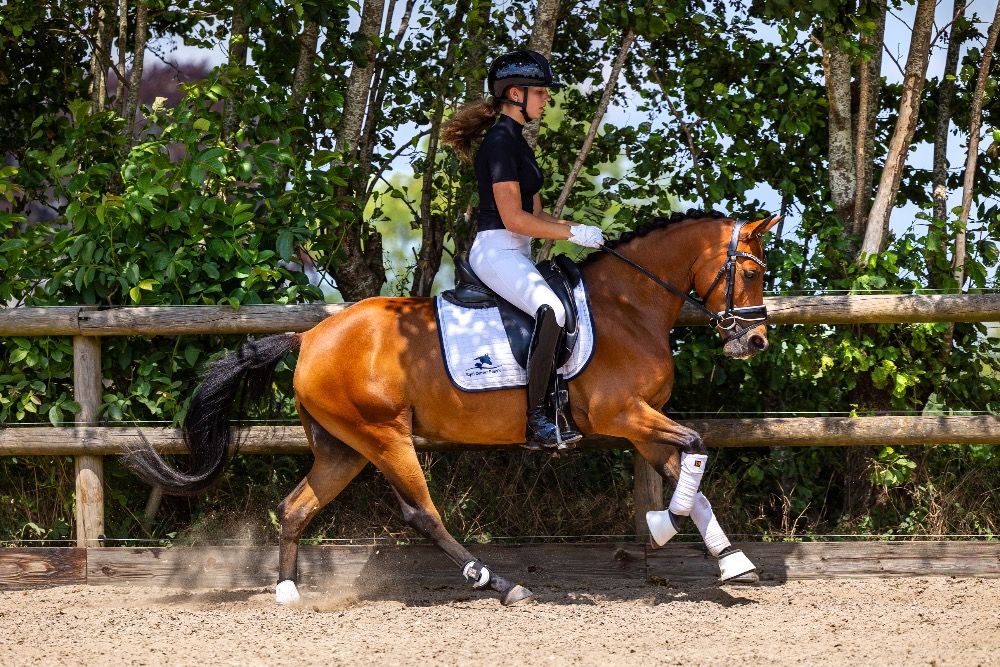 NRPS dressuurpony Merrie 5 years old Bruin for sale - Photo 3