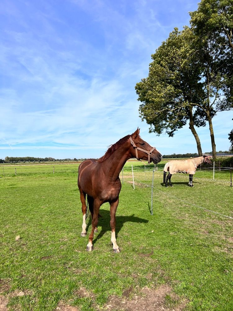 Hannover dressuurpaard Ruin 7 jaar Vos te koop - Foto 4