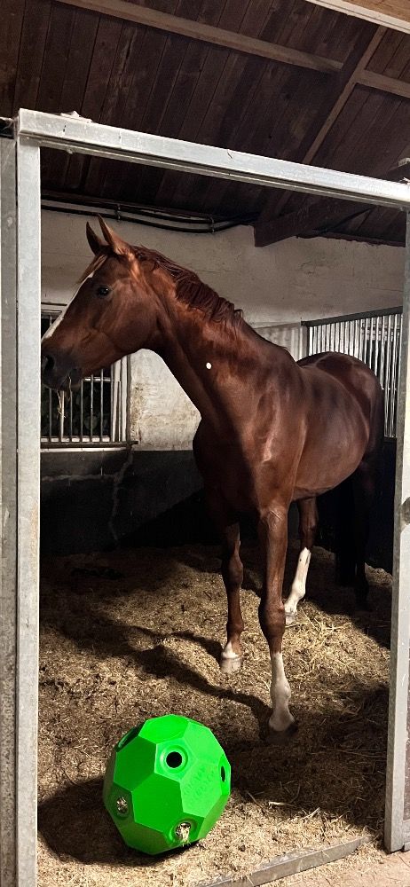 Hannover dressuurpaard Ruin 7 jaar Vos te koop - Foto 6