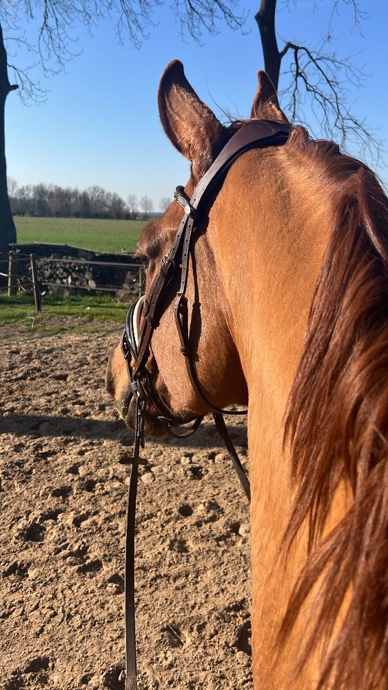 Hannover dressuurpaard Ruin 7 jaar Vos te koop - Foto 3