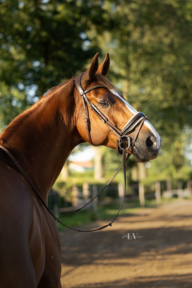 Hannover dressuurpaard Ruin 7 jaar Vos te koop - Foto 2