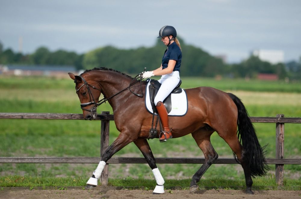 KWPN dressuurpaard Merrie 7 jaar te koop - Foto 3