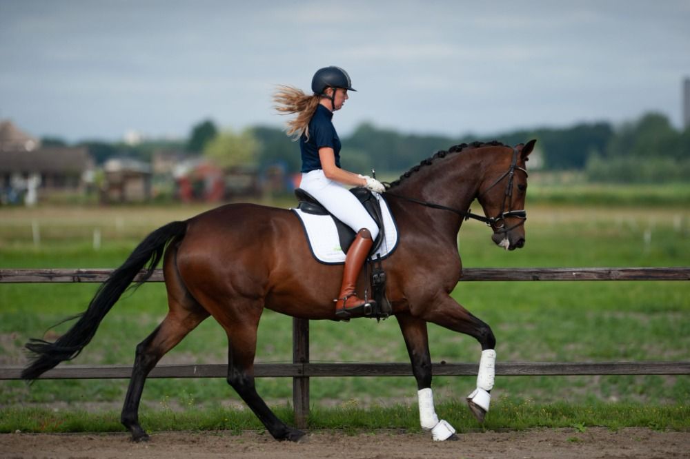 KWPN dressuurpaard Merrie 7 jaar te koop - Foto 4
