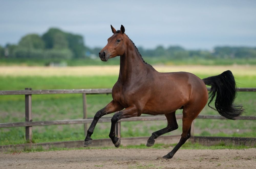 KWPN dressuurpaard Merrie 7 jaar te koop - Hoofdfoto