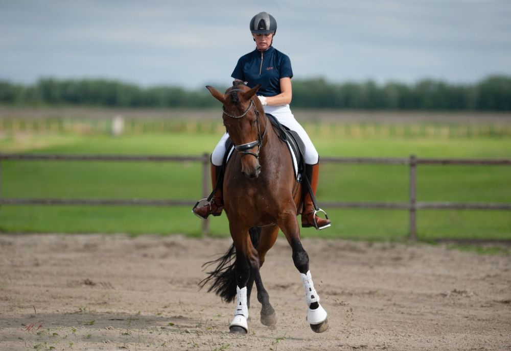 KWPN dressuurpaard Merrie 7 jaar te koop - Foto 6