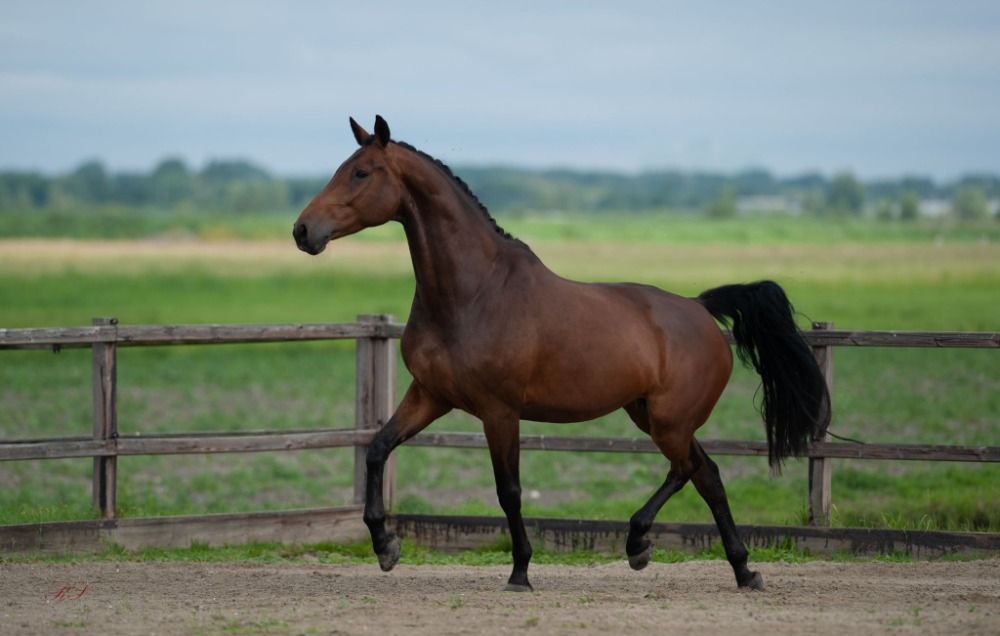 KWPN dressuurpaard Merrie 7 jaar te koop - Foto 2