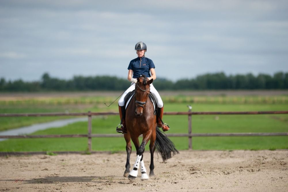 KWPN dressuurpaard Merrie 7 jaar te koop - Foto 5