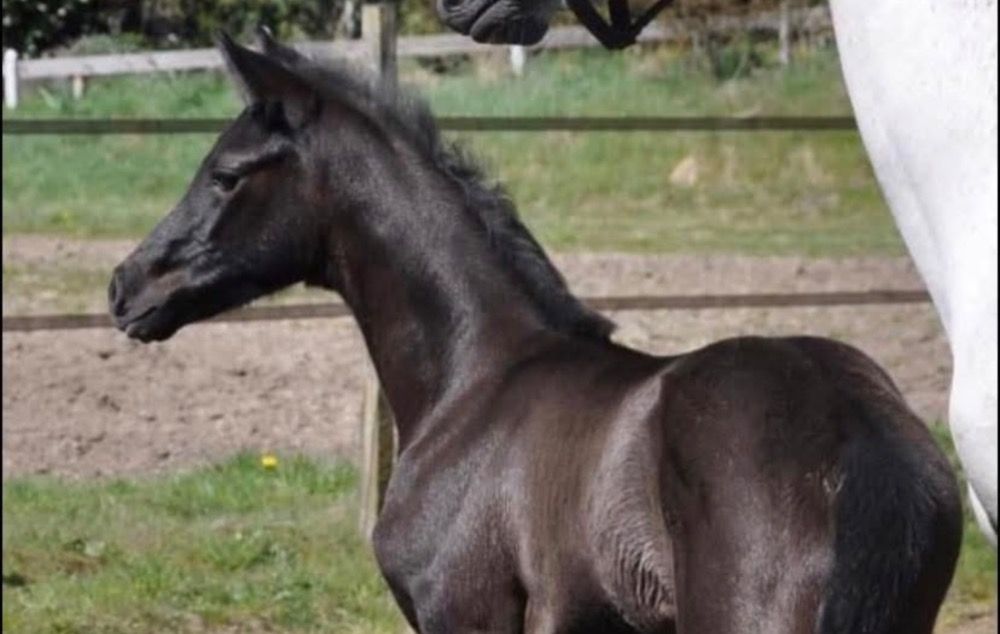 KWPN dressuurpaard Ruin 3 jaar Schimmel te koop - Foto 6