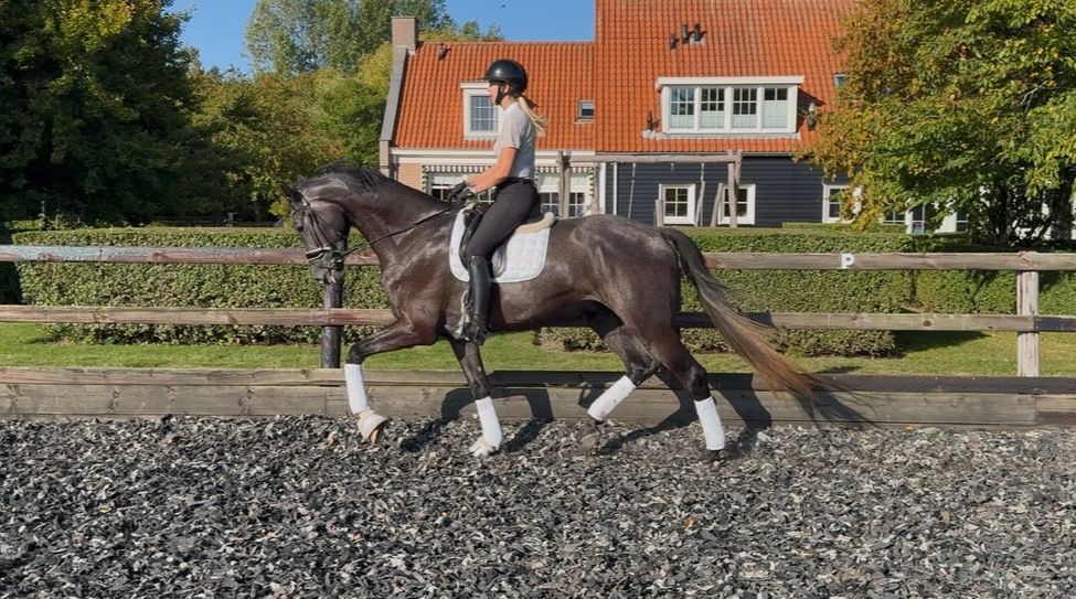 KWPN dressuurpaard Ruin 3 jaar Schimmel te koop - Foto 2